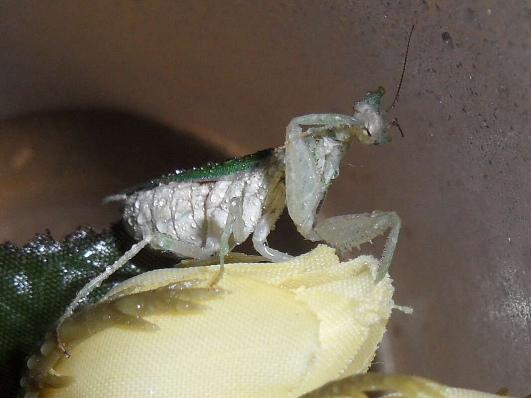 Image of Gambian Spotted-eye Flower Mantis