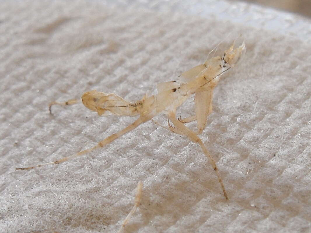 Image of Gambian Spotted-eye Flower Mantis