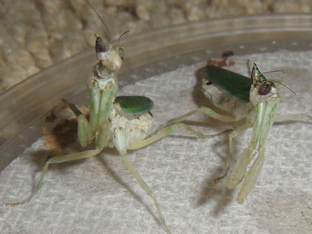 Image of Gambian Spotted-eye Flower Mantis