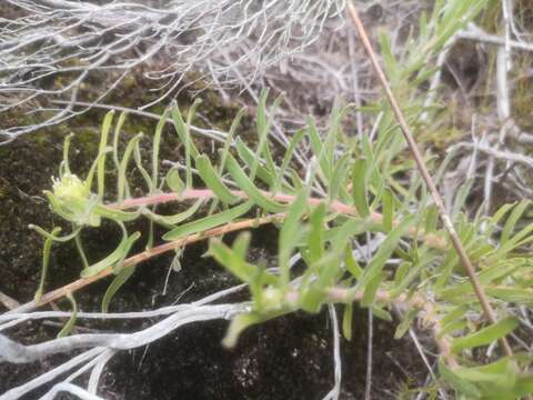 Image of Leucospermum gracile (Salisb. ex Knight) Rourke