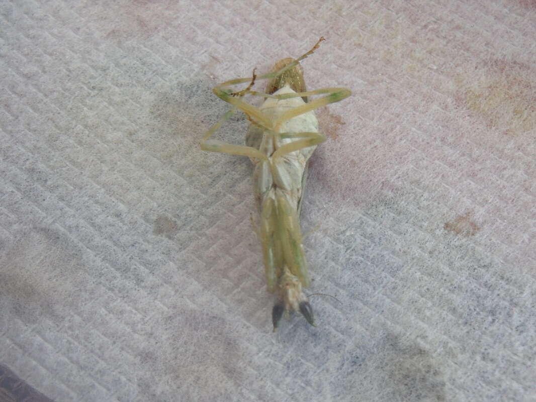 Image of Gambian Spotted-eye Flower Mantis