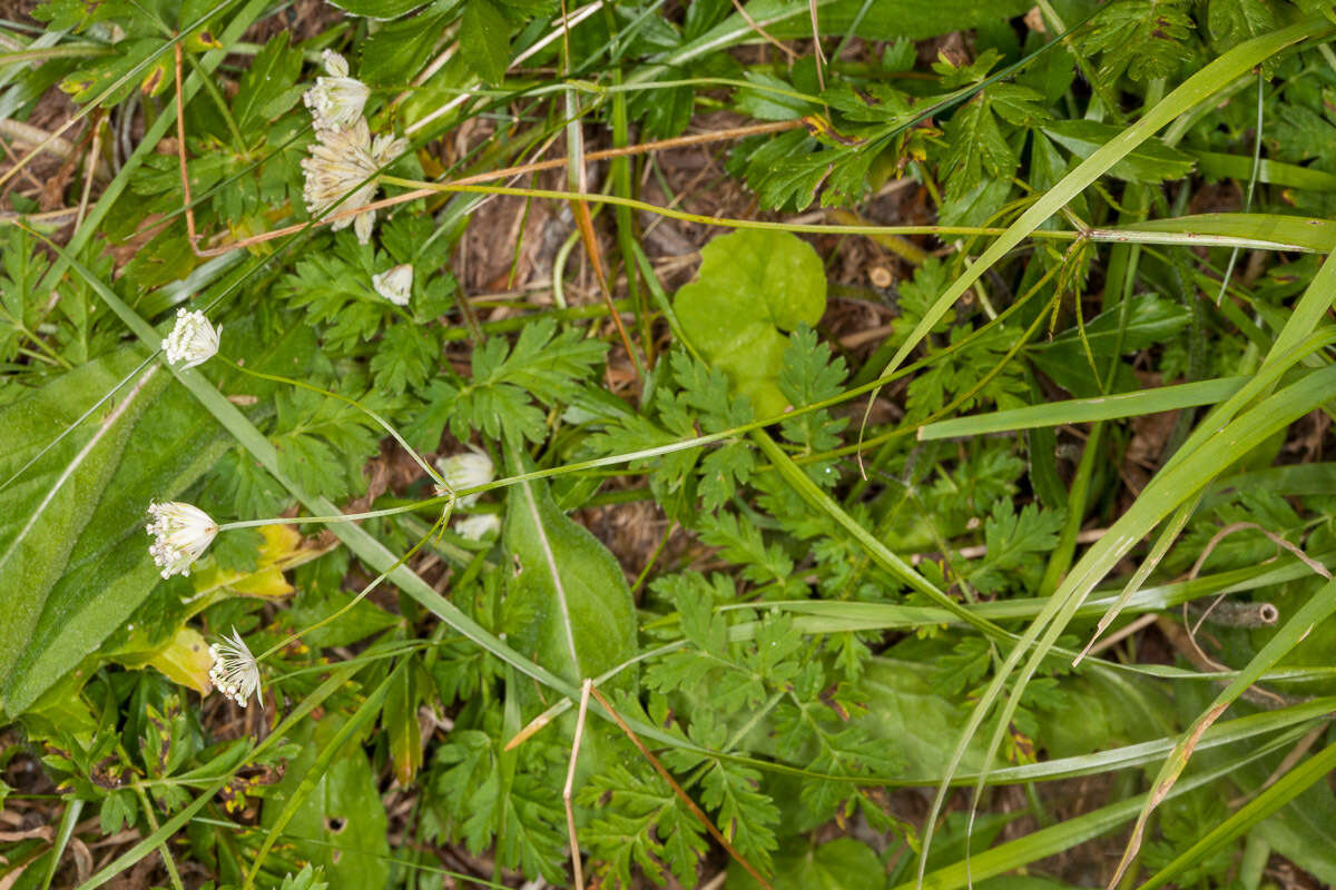 Imagem de Astrantia minor L.