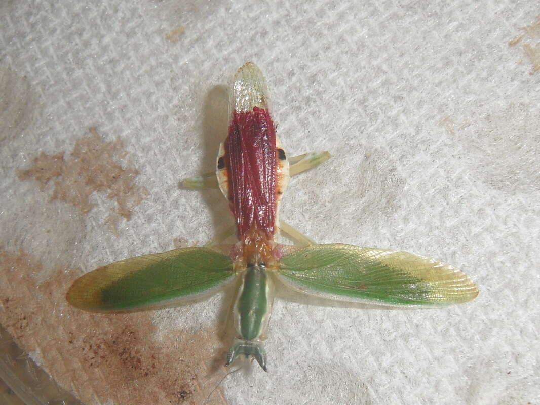 Image of Gambian Spotted-eye Flower Mantis