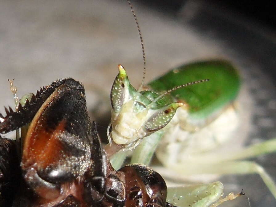 Image of Gambian Spotted-eye Flower Mantis