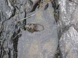 Image of American Bullfrog