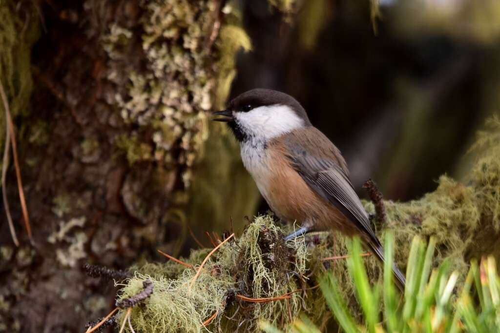 صورة Poecile cinctus sayanus Sushkin 1904