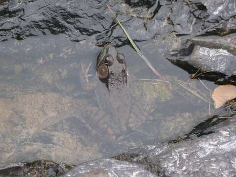 Image of American Bullfrog