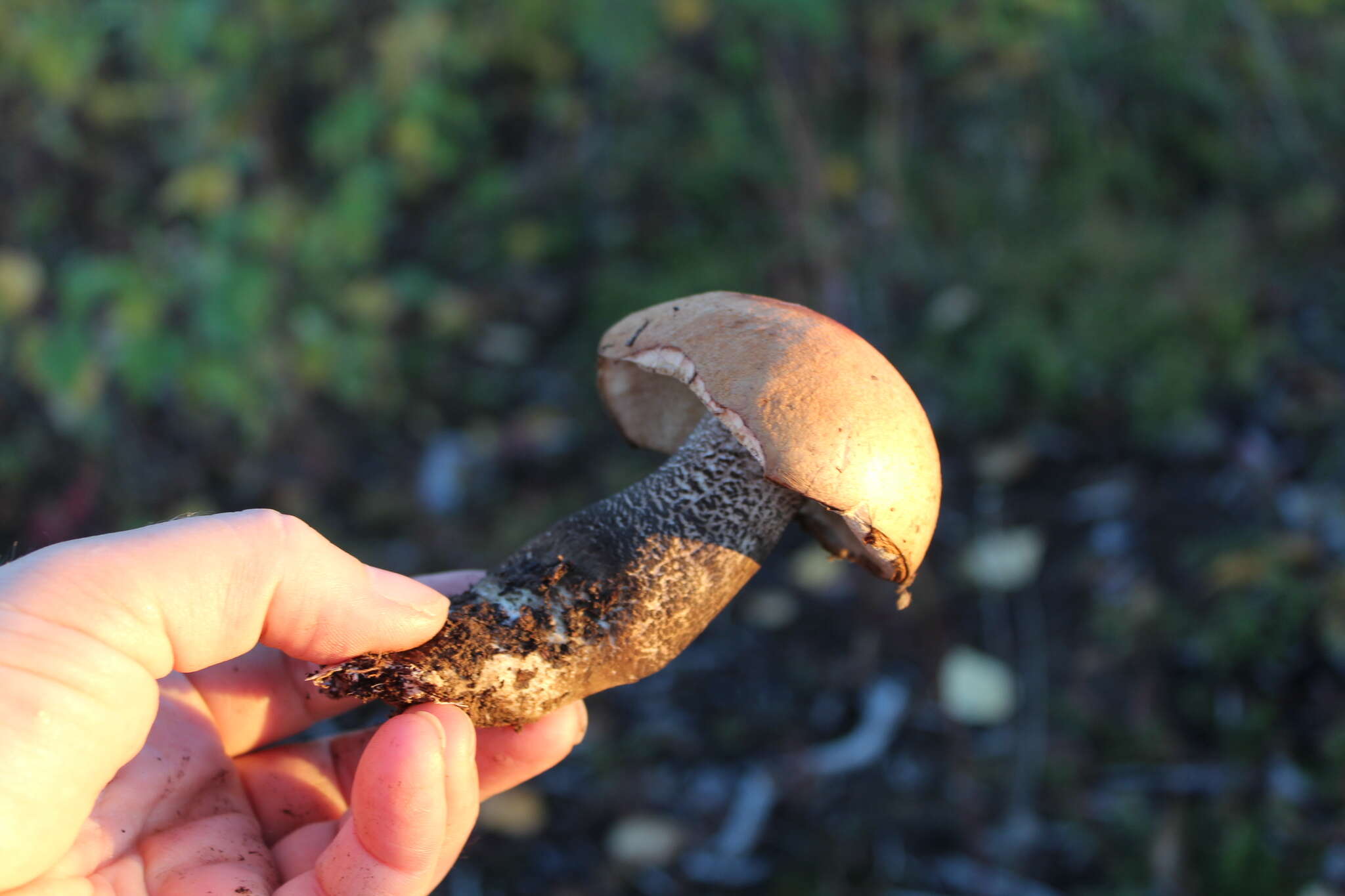 Image of Leccinum versipelle (Fr. & Hök) Snell 1944