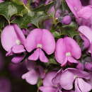 Image of Holly-leaved Mirbelia