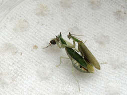 Image of Gambian Spotted-eye Flower Mantis