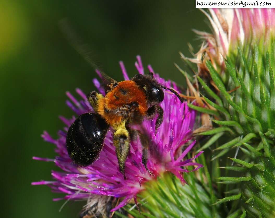 Imagem de Andrena thoracica (Fabricius 1775)