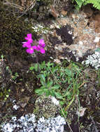 Image of rose rockcress