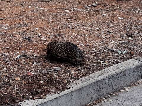 Image of Tachyglossus aculeatus aculeatus (Shaw 1792)