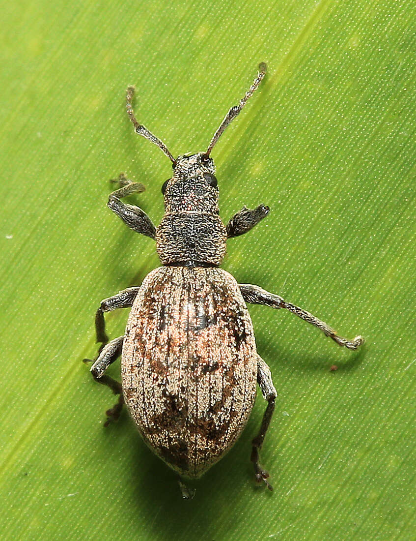 Plancia ëd Phyllobius (Angarophyllobius) claviger Faust 1889