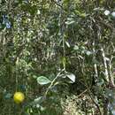 صورة Citrus australis (A. Cunn. ex Mudie) Planch.