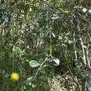 Image of Australian round lime