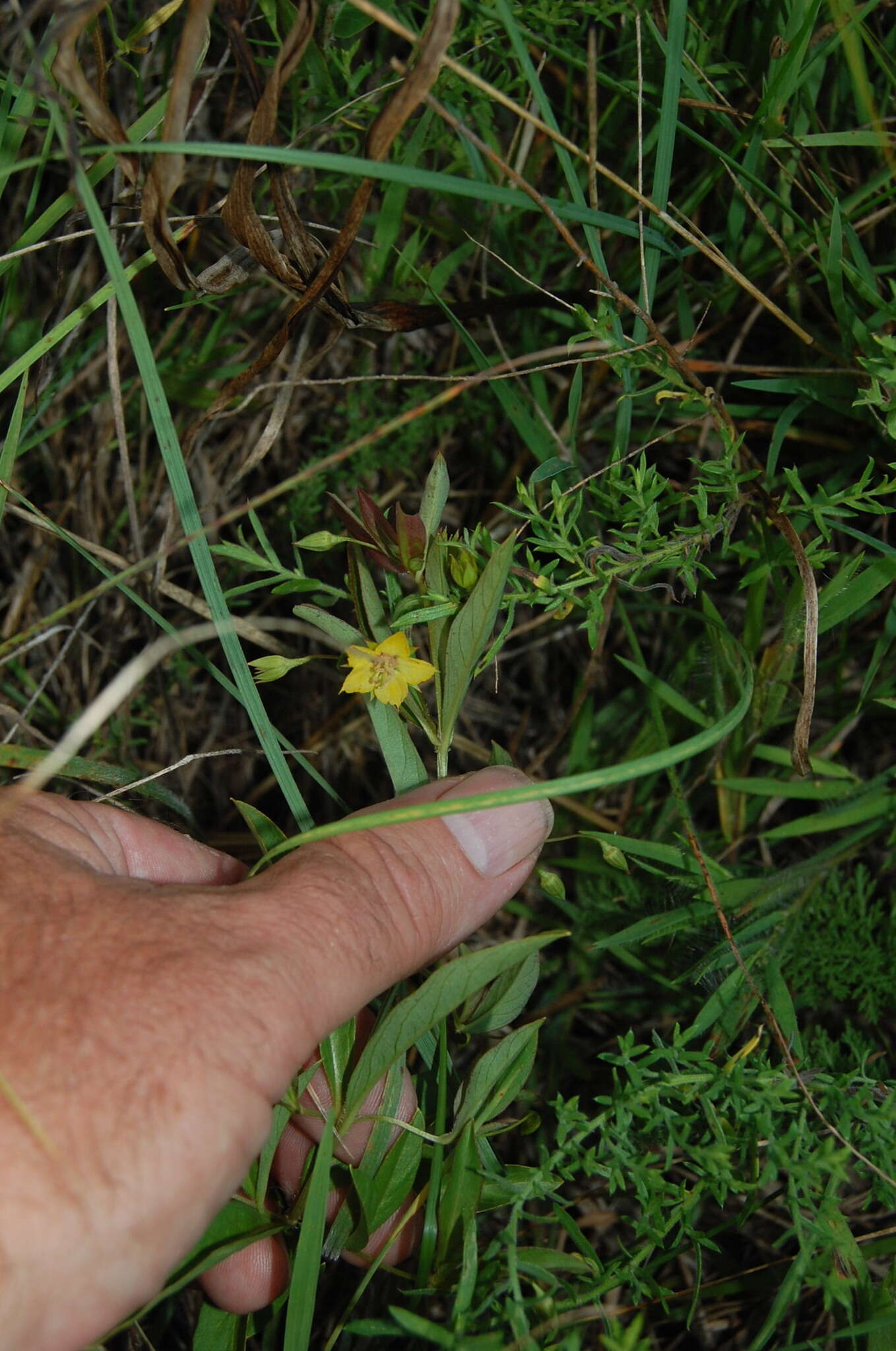 Image of Lance-Leaf Yellow-Loosestrife