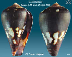 Image of Conus franciscoi Rolán & Röckel 2000