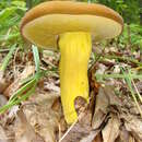 Imagem de Boletus auripes