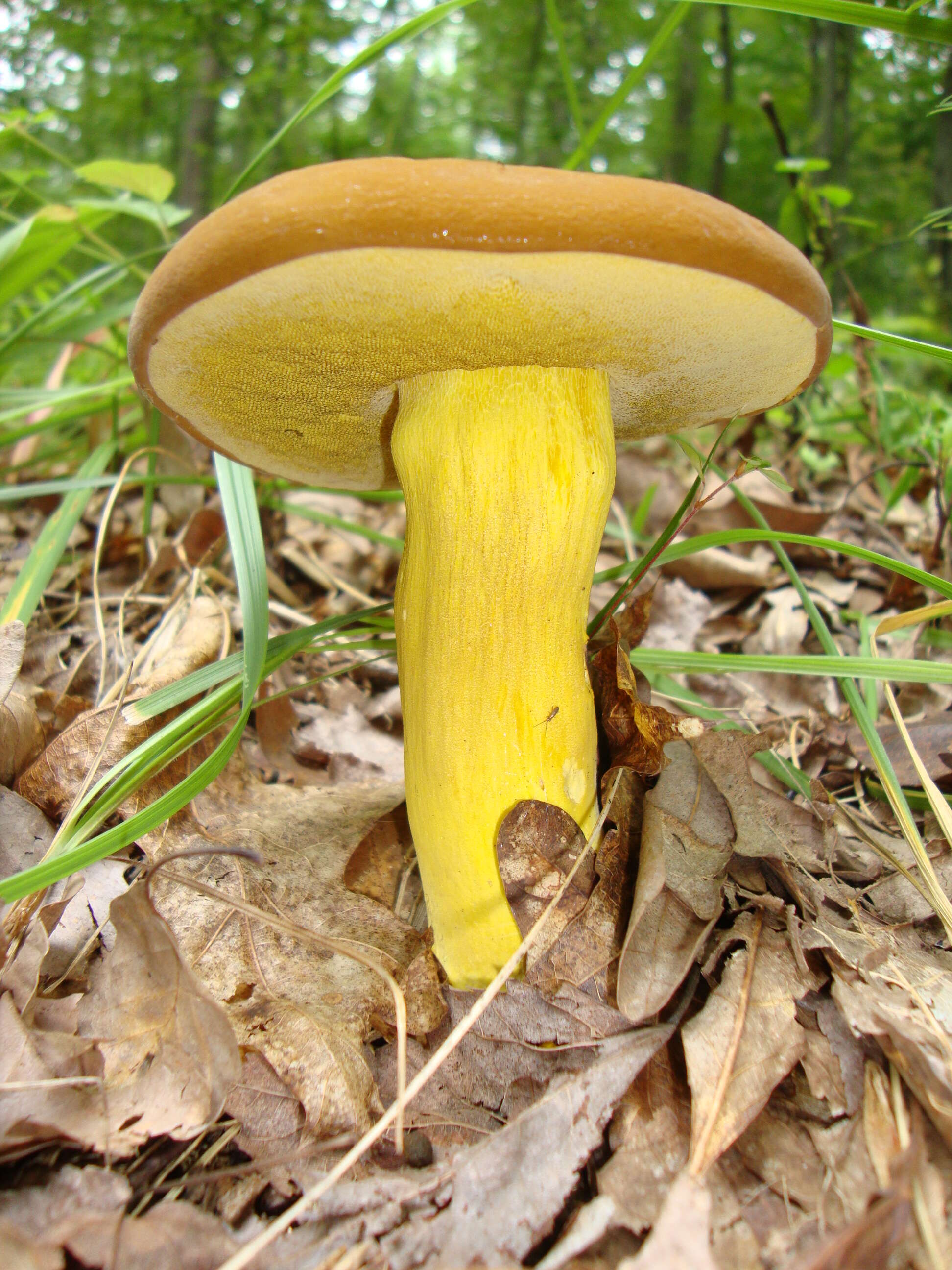 Imagem de Boletus auripes