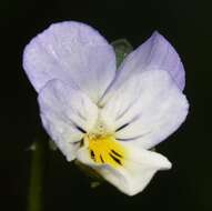 Image of Viola arvensis subsp. megalantha Nauenb.