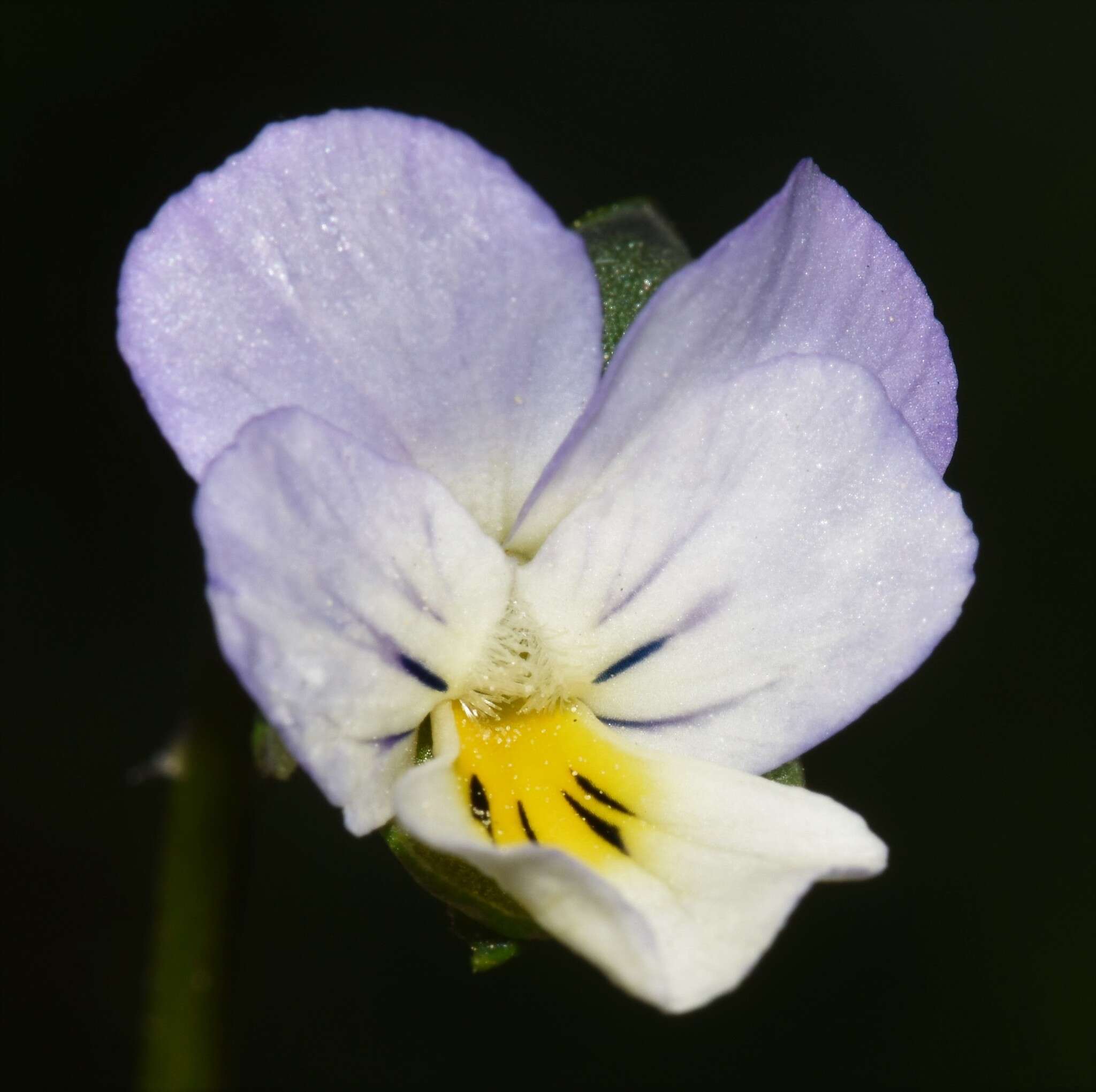 Слика од Viola arvensis subsp. megalantha Nauenb.