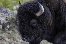 Image of American Bison