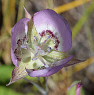 Calochortus longibarbatus var. peckii Ownbey resmi