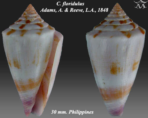 Image of Conus floridulus A. Adams & Reeve 1848