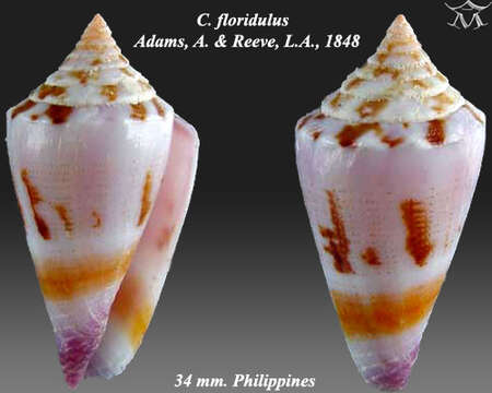 Image of Conus floridulus A. Adams & Reeve 1848