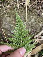 Imagem de Athyrium minimum Ching