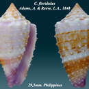 Image de Conus floridulus A. Adams & Reeve 1848