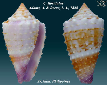 Image of Conus floridulus A. Adams & Reeve 1848