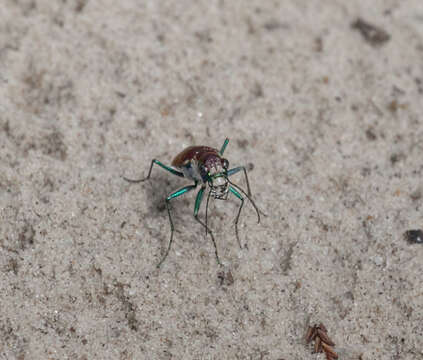 Image of Cicindela (Cicindela) formosa pigmentosignata W. Horn 1930