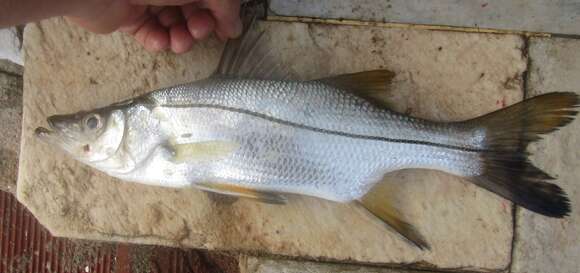 Image of Blackfin snook