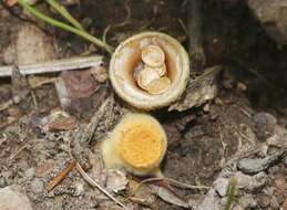 Crucibulum cyathiforme H. J. Brodie 1971的图像