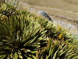 Image of Aciphylla crosby-smithii Petrie