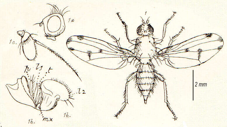 Image of flutter flies