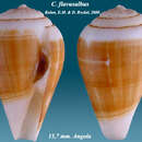 Image of Conus flavusalbus Rolán & Röckel 2000
