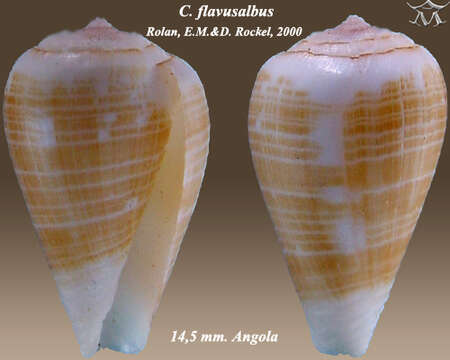 Image of Conus flavusalbus Rolán & Röckel 2000