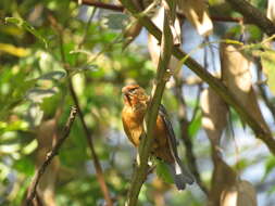 Image of Rufous-browed Conebill