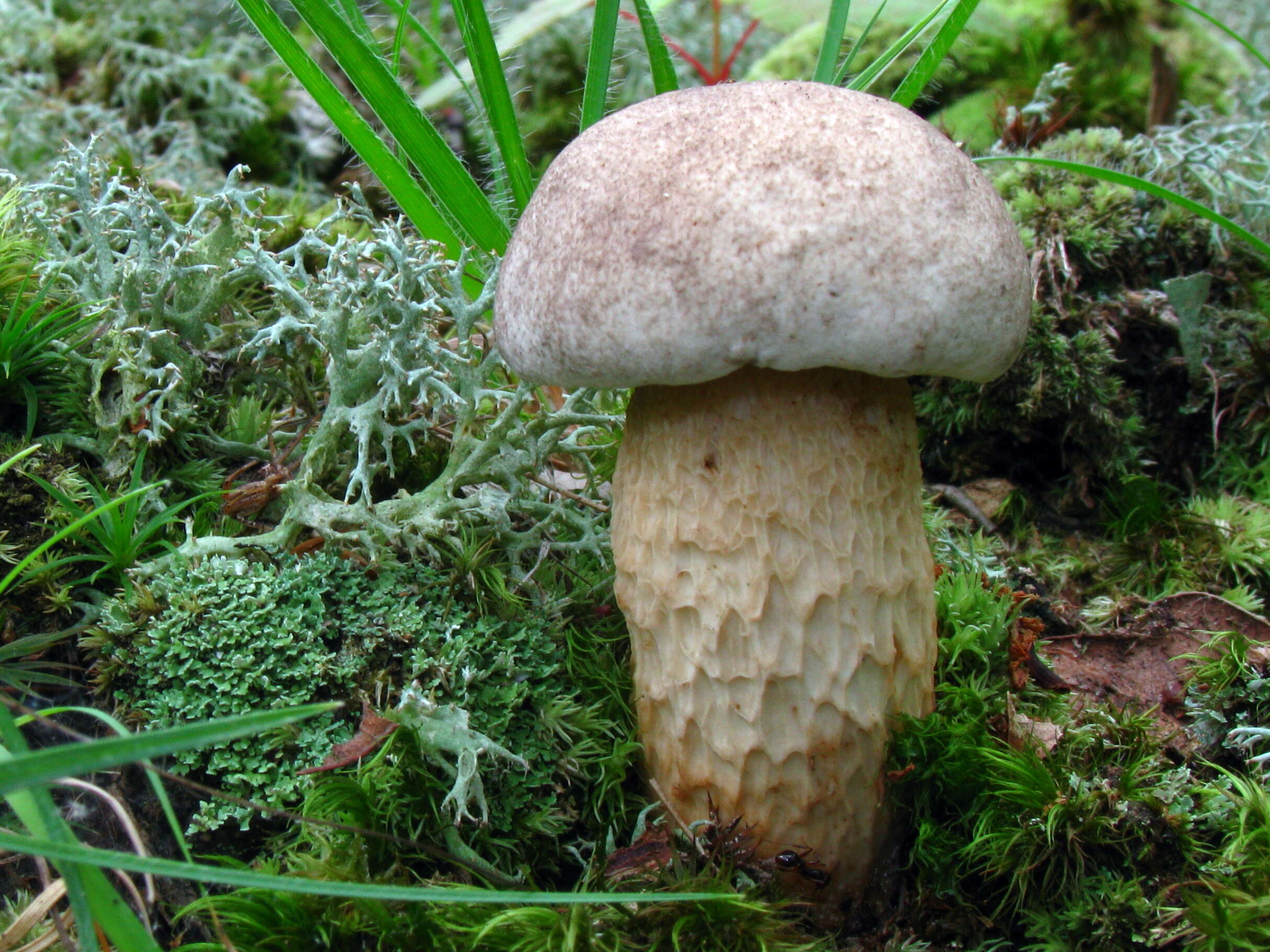 Image of Retiboletus griseus (Frost) Manfr. Binder & Bresinsky 2002