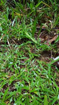 Plancia ëd Brachiaria umbellata (Trin.) Clayton