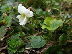 Image of White Violet