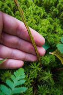 Sivun Dryopteris boottii (Tuckerm.) Underw. kuva