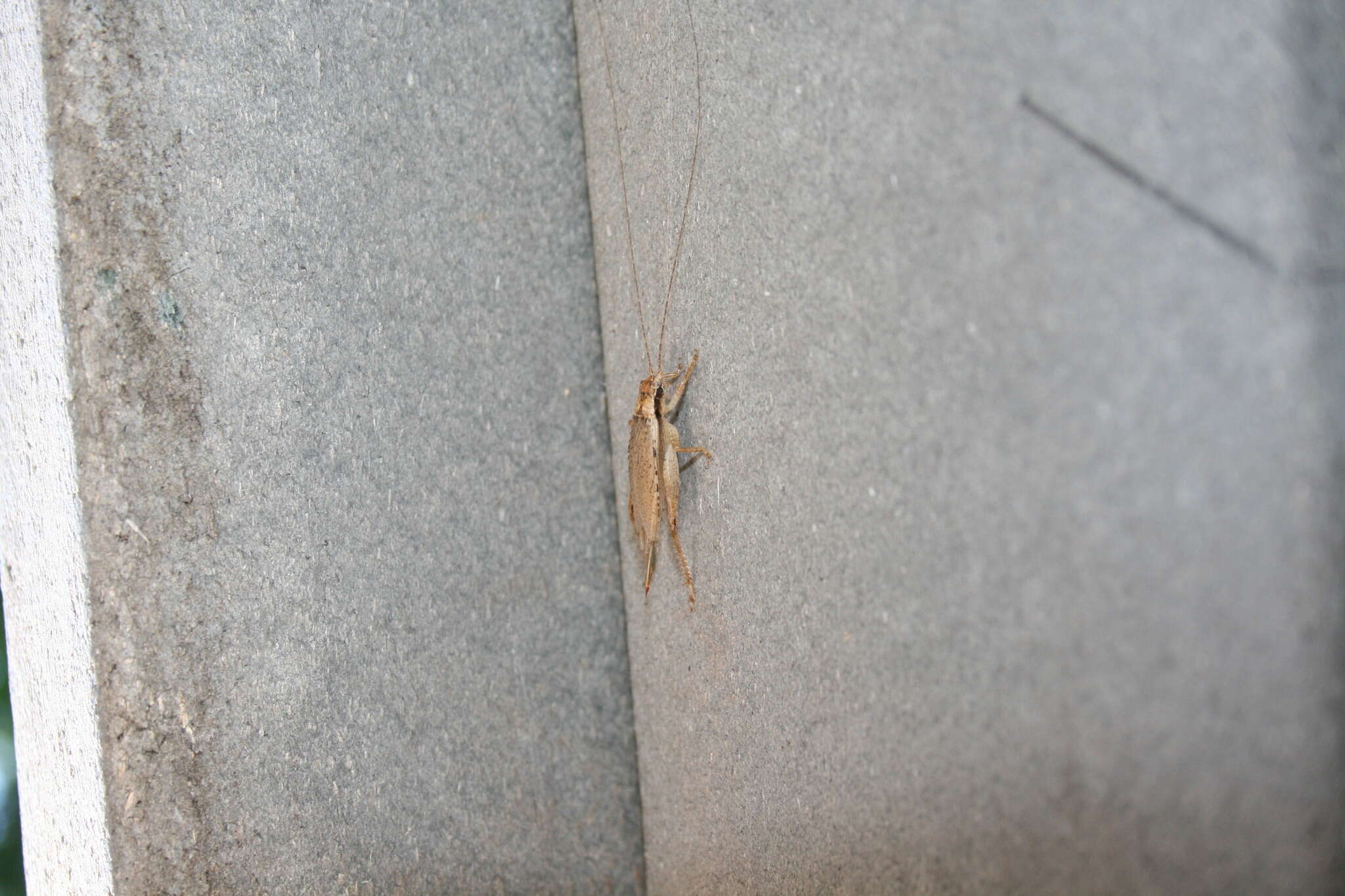 Image of Jumping Bush Cricket