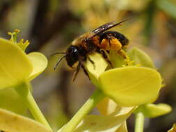 Image of Andrena vachali Pérez 1895