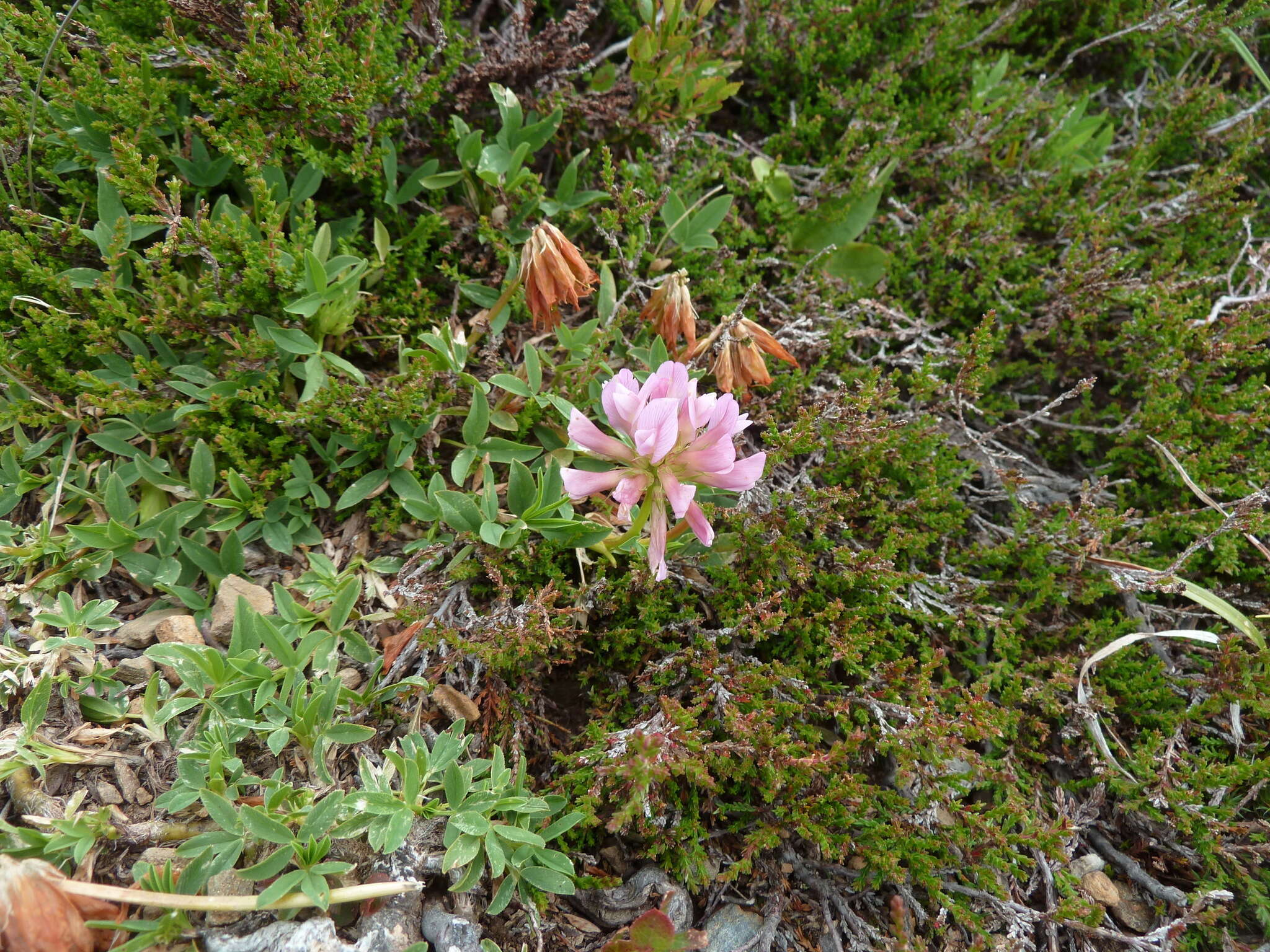 Trifolium alpinum L.的圖片