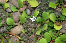 Image of Lobelia perpusilla Hook. fil.