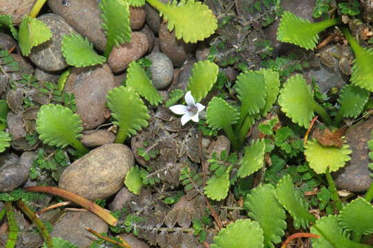 Image de Lobelia perpusilla Hook. fil.